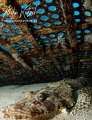   Croc fish red sea  